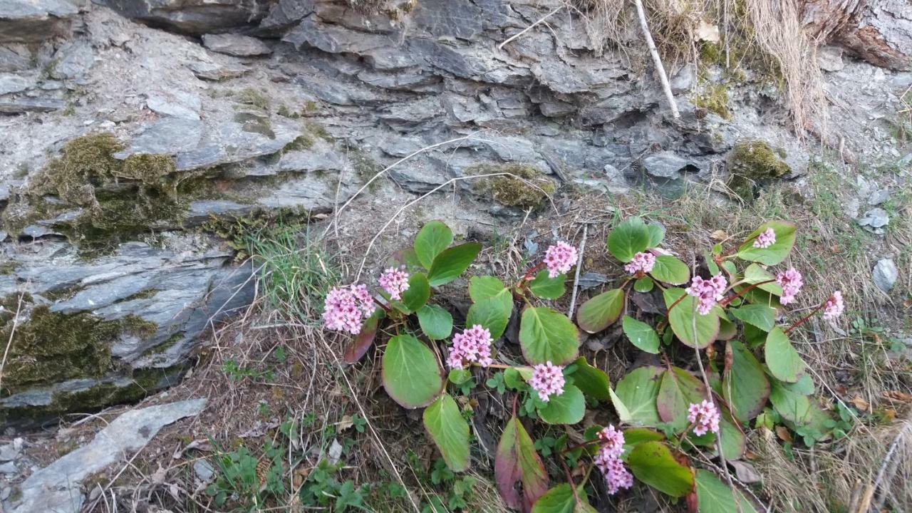 Miniferienwohnung Fuer Unkompliziertes Naturliebhaberpaerchen Пайербах Экстерьер фото